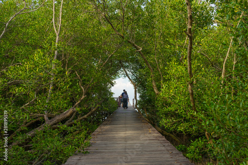 Wood passage way into mangrove forest