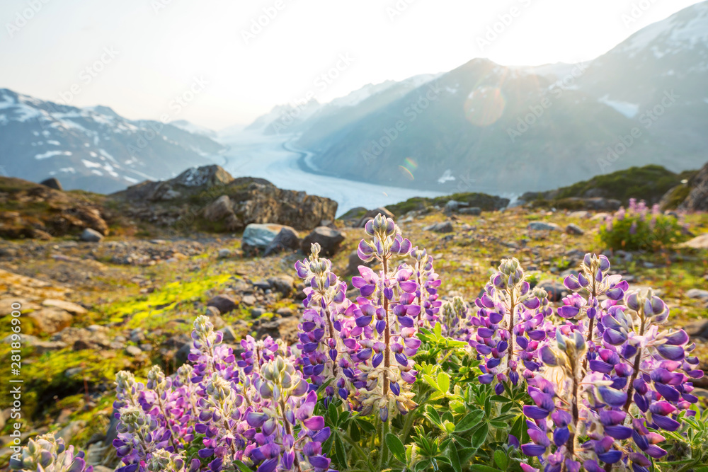Flowers in Alaska