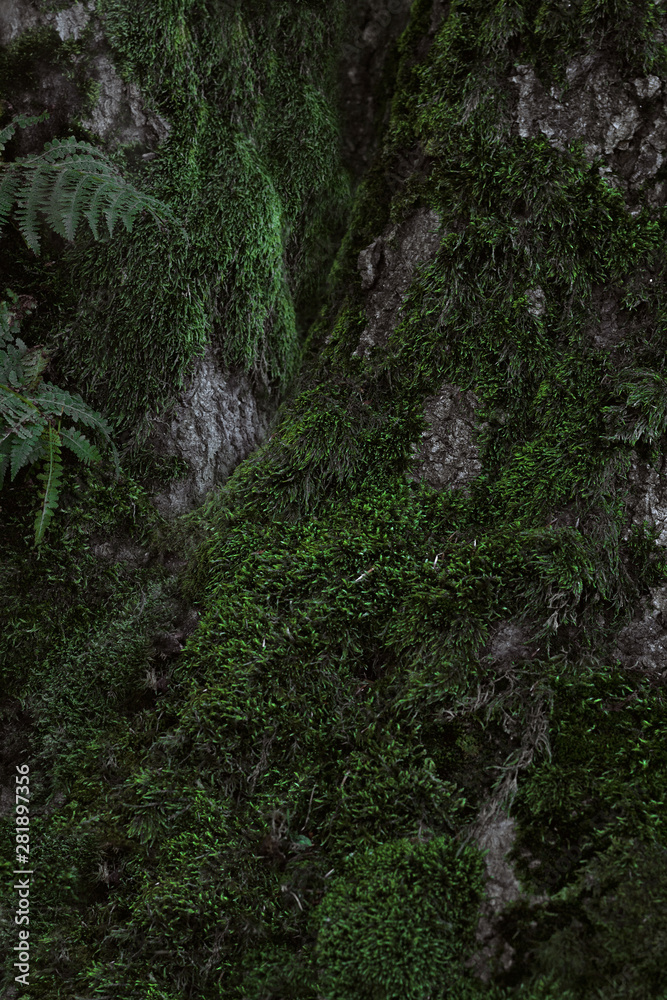 Fototapeta premium Close-up overgrown with moss in the forest