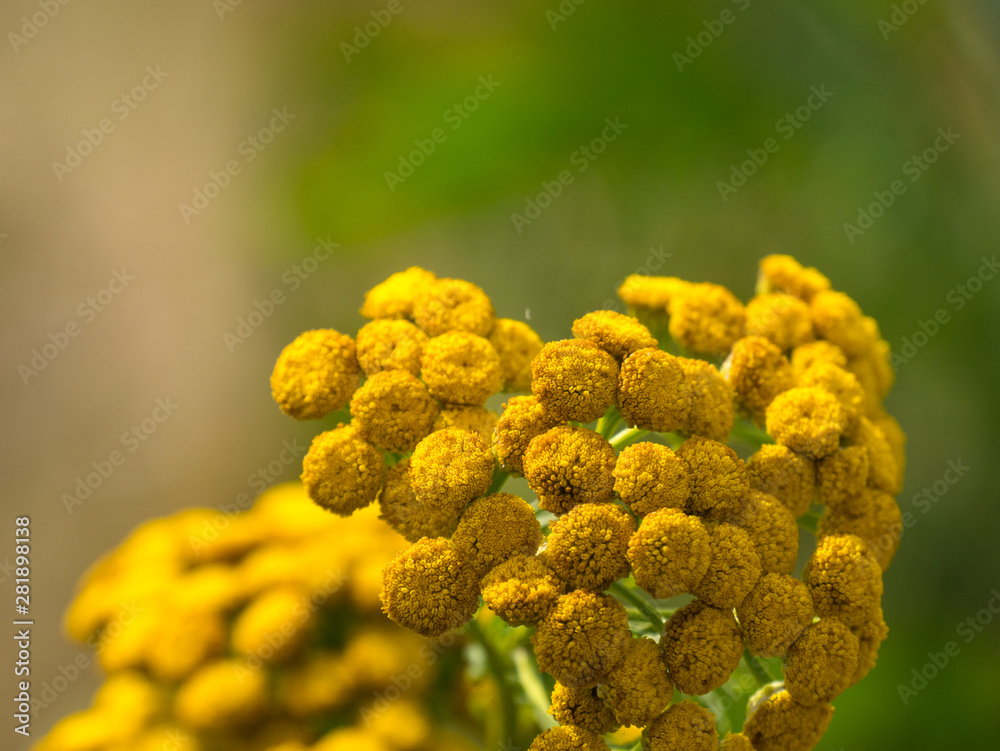 Fleurs jaunes Fleurs jaunes