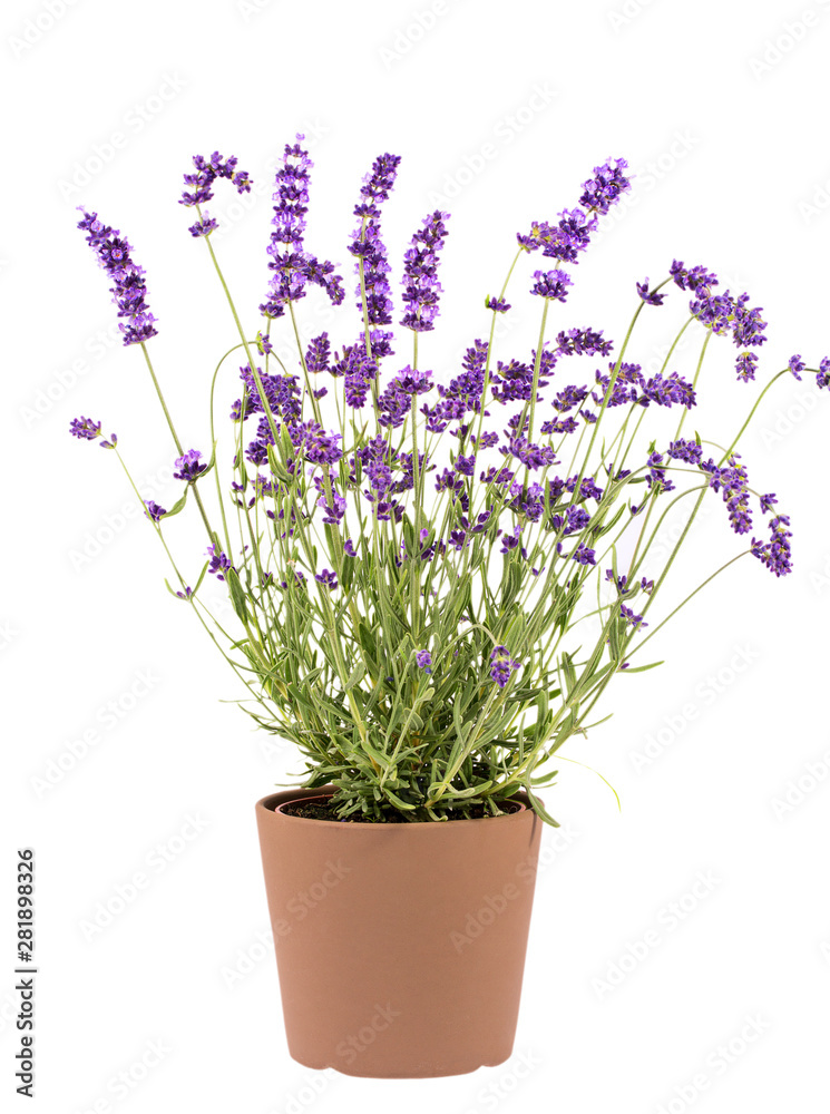 Violet lavendula flowers in the pot isolated on white background, close up.