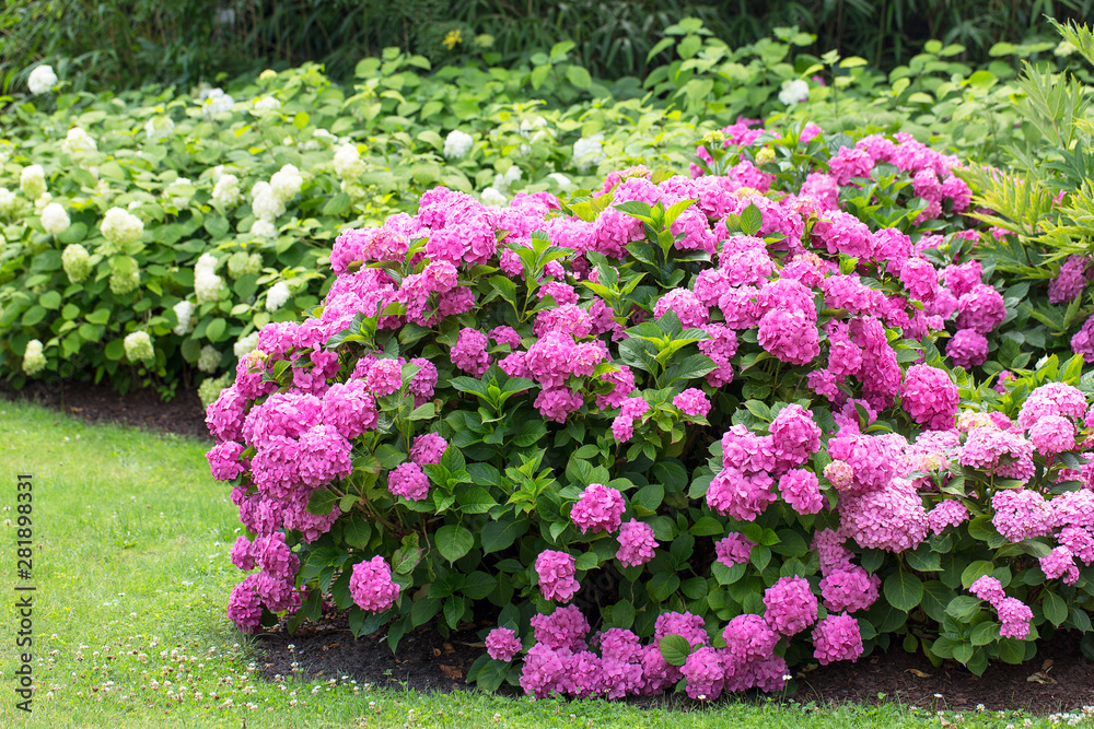 Great  bush of pink flower hydrangea blooming in the garden