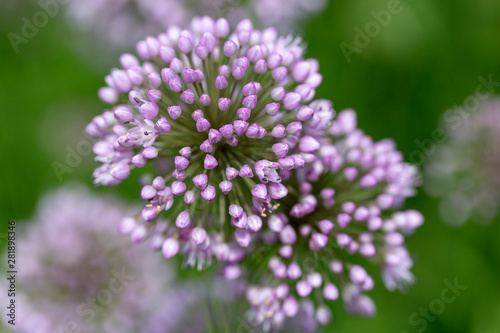 Lilac flowers of blooming allium in garden on green background