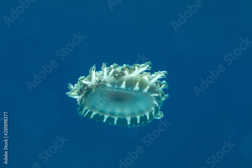 Upside-down jellyfish, Cassiopea andromeda is a type of jellyfish that usually lives in intertidal sand or mud flats