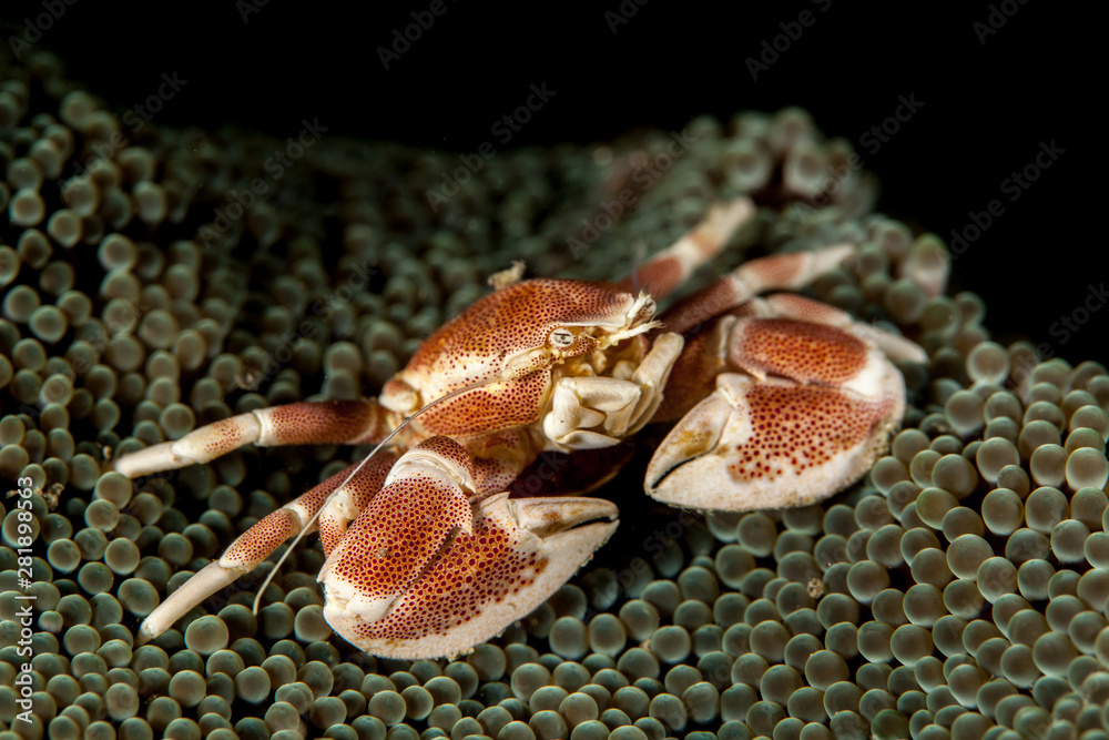 Neopetrolisthes maculatus is a species of porcelain crab from the Indo-Pacific region Neopetrolisthes maculatus is a species of porcelain crab from the Indo-Pacific region