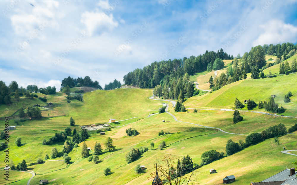 Alpine Pastures And Fir Trees