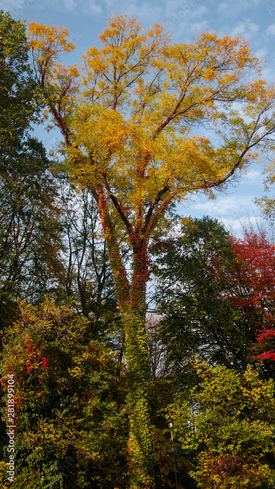 Colorful tree in autumn