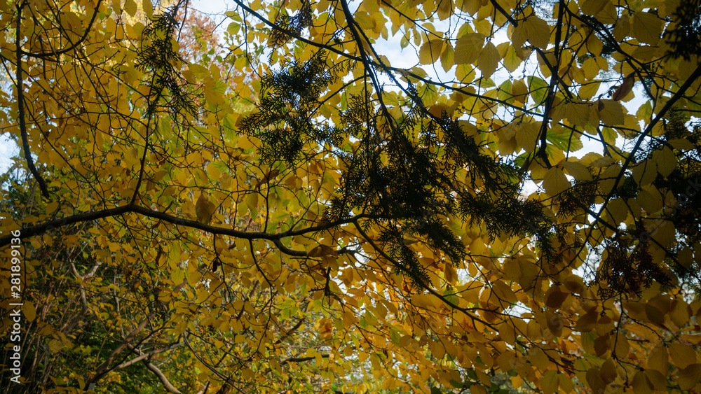 Fototapeta premium Autumn trees