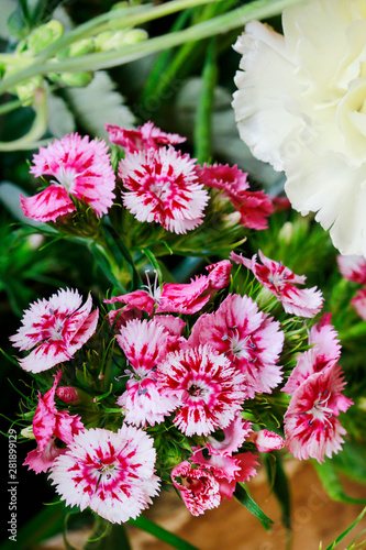 A popular fragrant biennial garden plant  Sweet William or Dianthus barbatus.