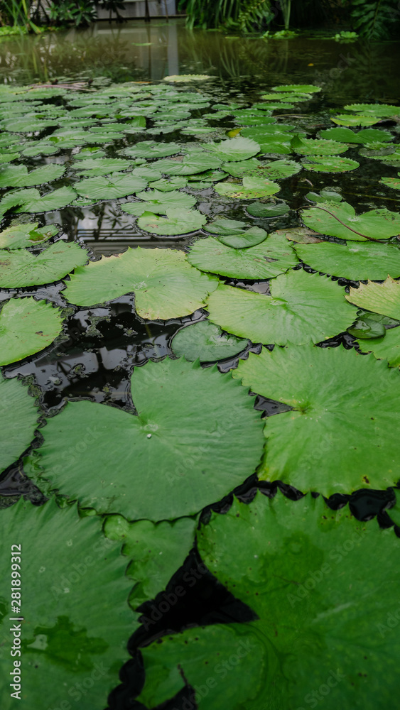 Pond covered with water lilies Pond covered with water lilies