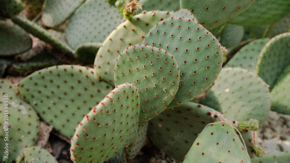 Close up of a cactus Close up of a cactus