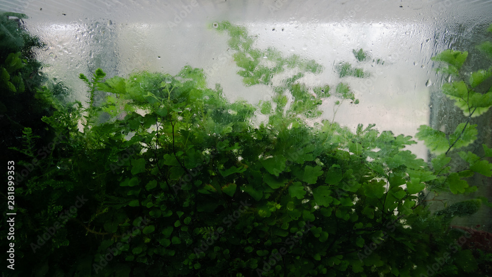 Moist plant against the aquarium Moist plant against the aquarium