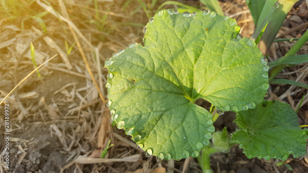 Watermelon shoots, one of the agricultural crops with good business value