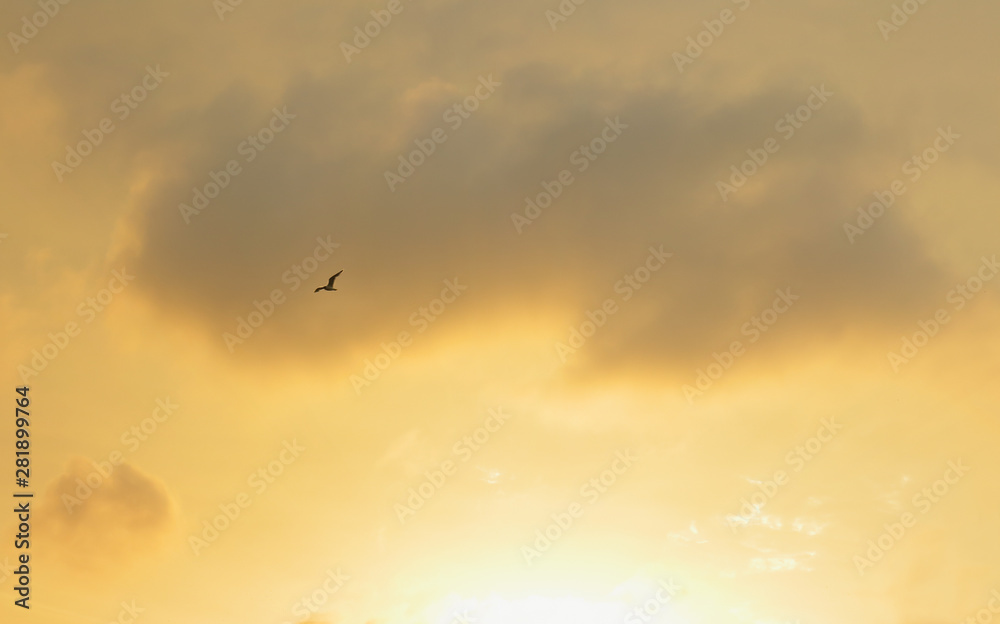 Fototapeta premium seagull taking flight at sunset