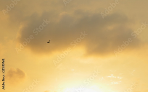seagull taking flight at sunset