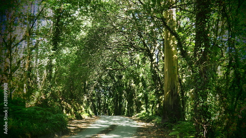 sendero de la ruta jacovea, cubierto de carballos tipicos gallego, galicia
