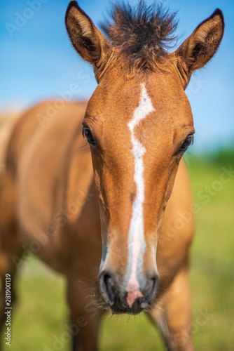 Close-up portrait of a village foal with a blurred background.