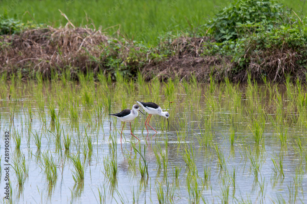 Black-winged stilt is very long legged wader bird Black-winged stilt is very long legged wader bird