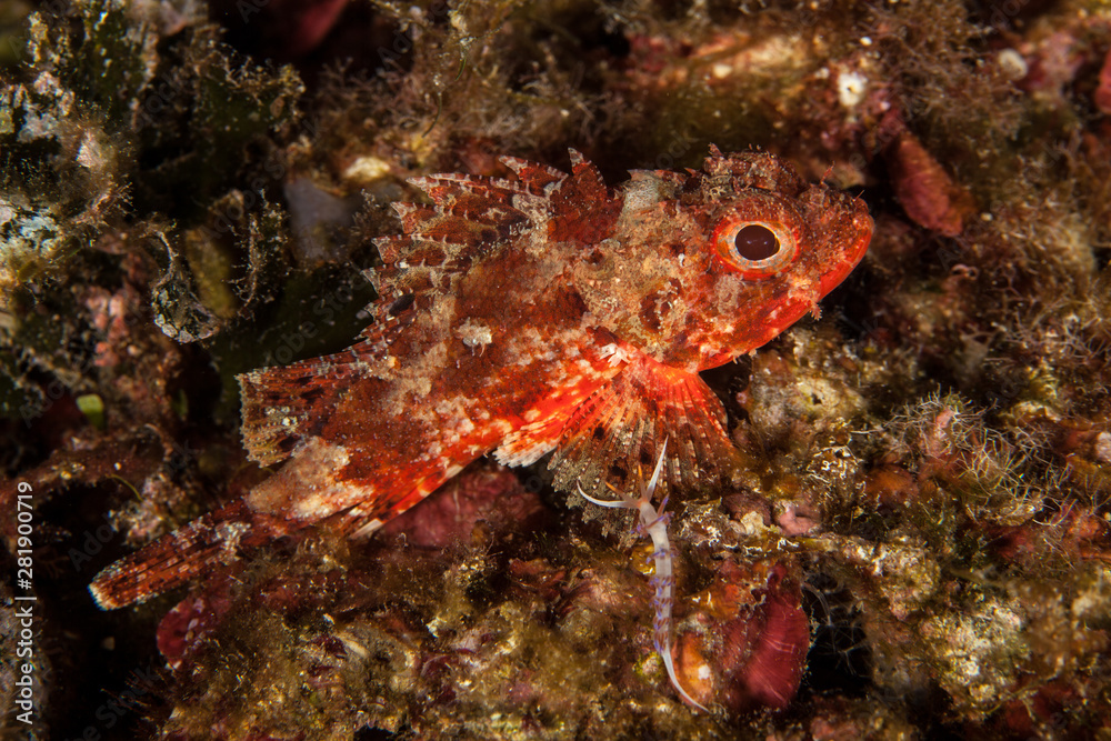 Scorpionfish, Scorpaenidae are a family of mostly marine fish that includes many of the world's most venomous species Scorpionfish, Scorpaenidae are a family of mostly marine fish that includes many of the world's most venomous species