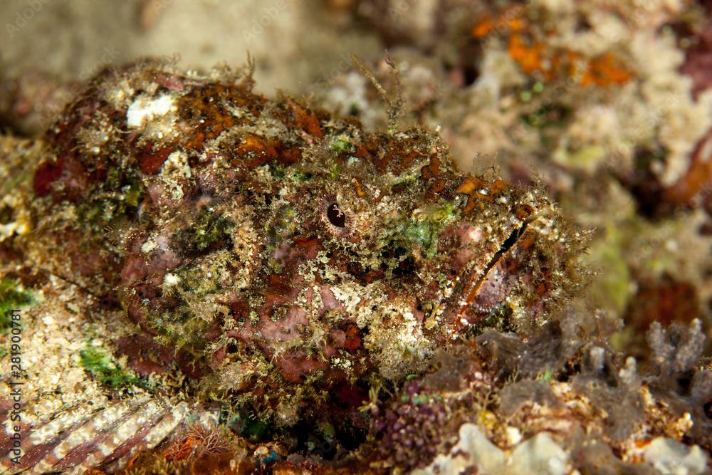 Scorpionfish, Scorpaenidae are a family of mostly marine fish that includes many of the world's most venomous species