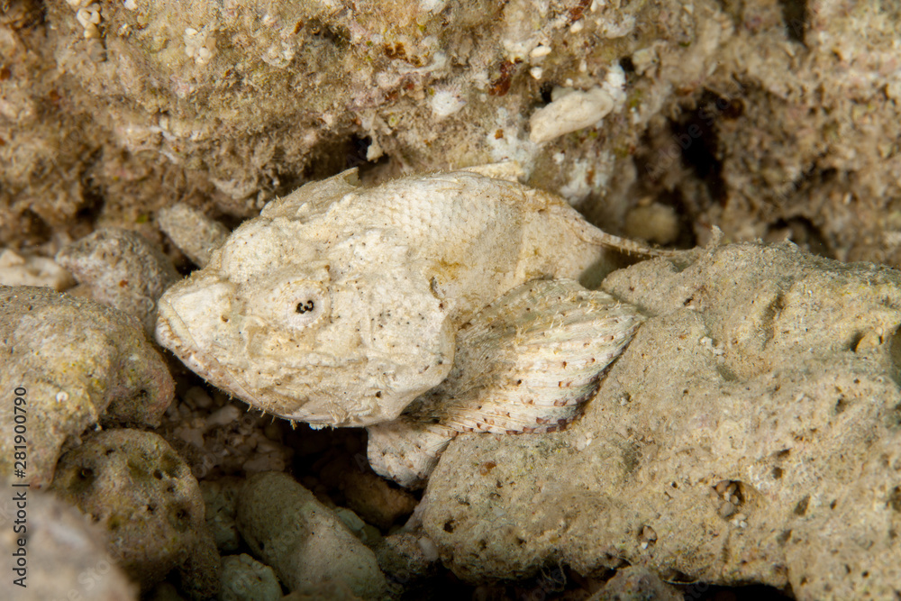 Scorpaenopsis diabolus, the false stonefish or the devil scorpionfish