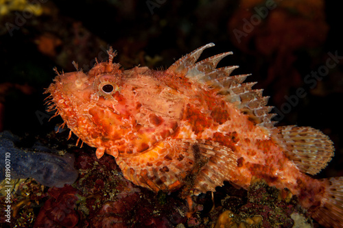 Scorpionfish, Scorpaenidae are a family of mostly marine fish that includes many of the world's most venomous species