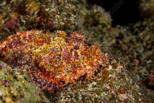 Scorpionfish, Scorpaenidae are a family of mostly marine fish that includes many of the world's most venomous species