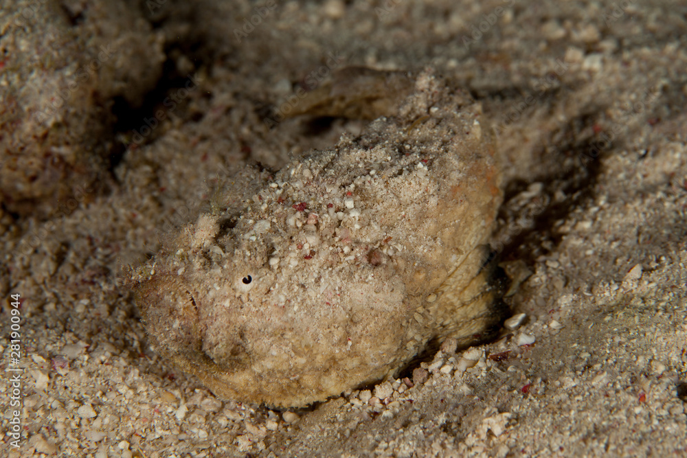 Scorpionfish, Scorpaenidae are a family of mostly marine fish that includes many of the world's most venomous species Scorpionfish, Scorpaenidae are a family of mostly marine fish that includes many of the world's most venomous species
