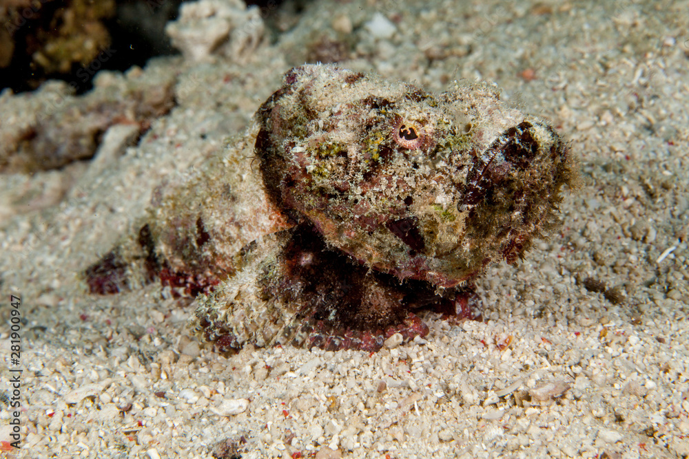 Scorpaenopsis diabolus, the false stonefish or the devil scorpionfish