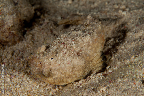 Scorpionfish, Scorpaenidae are a family of mostly marine fish that includes many of the world's most venomous species