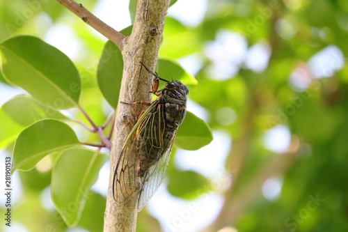 Cicada in Japan,summer vacation