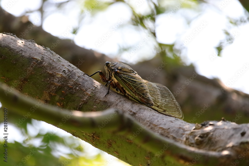 Cicada in Japan,summer vacation Cicada in Japan,summer vacation