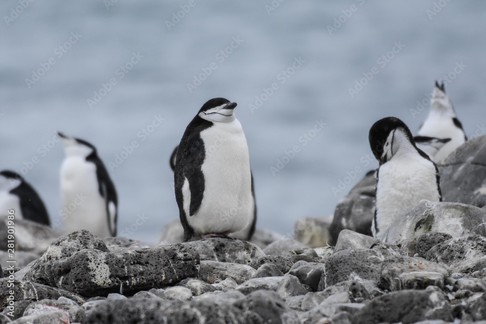 Fototapeta premium manchots à jugulaire