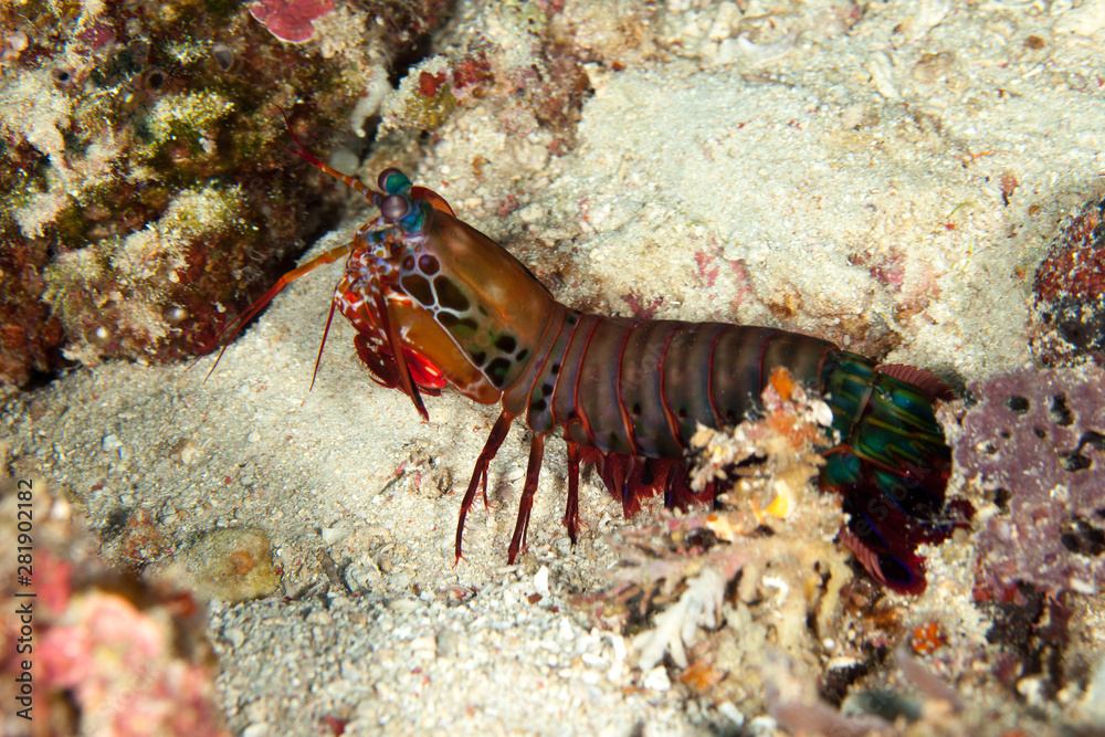 Peacock mantis shrimp, harlequin mantis shrimp, painted mantis shrimp, or clown mantis shrimp, Odontodactylus scyllarus Peacock mantis shrimp, harlequin mantis shrimp, painted mantis shrimp, or clown mantis shrimp, Odontodactylus scyllarus