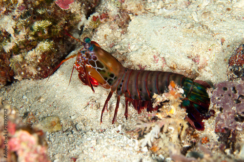 Peacock mantis shrimp  harlequin mantis shrimp  painted mantis shrimp  or clown mantis shrimp  Odontodactylus scyllarus