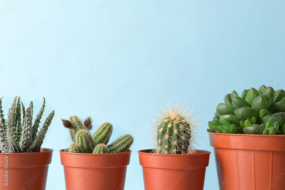 Beautiful succulent plants in pots against blue background, space for text. Home decor