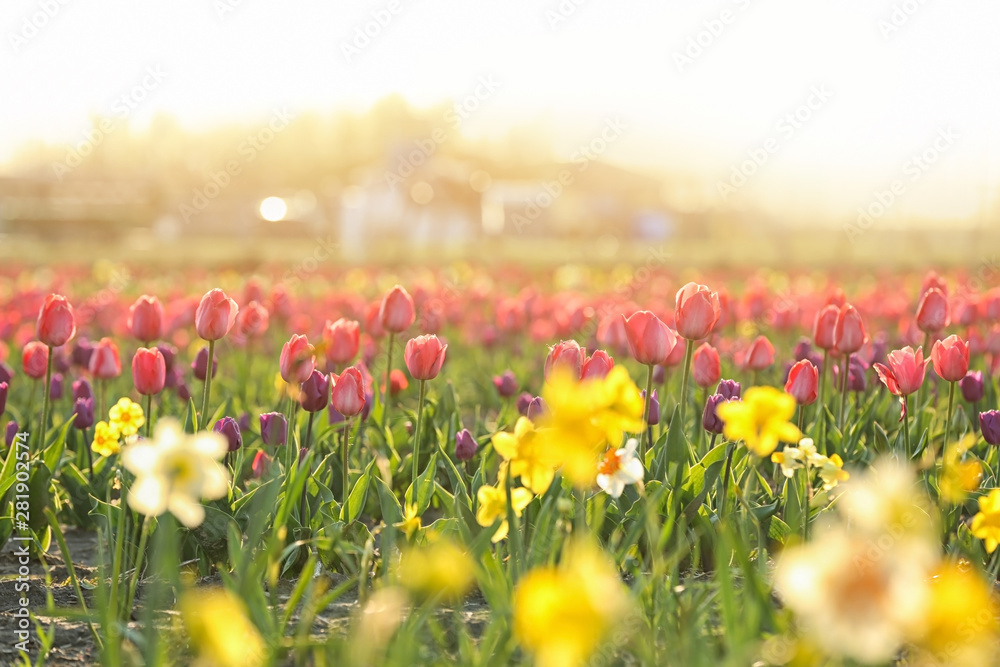 Obraz premium Field with fresh beautiful narcissus flowers on sunny day