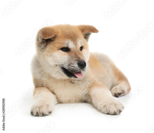 Adorable Akita Inu puppy on white background © New Africa