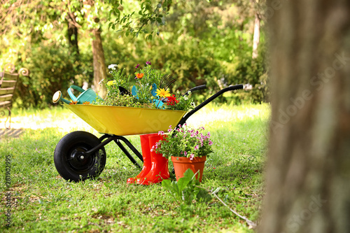 Fototapeta Naklejka Na Ścianę i Meble -  Wheelbarrow with gardening tools and flowers on grass outside. Space for text