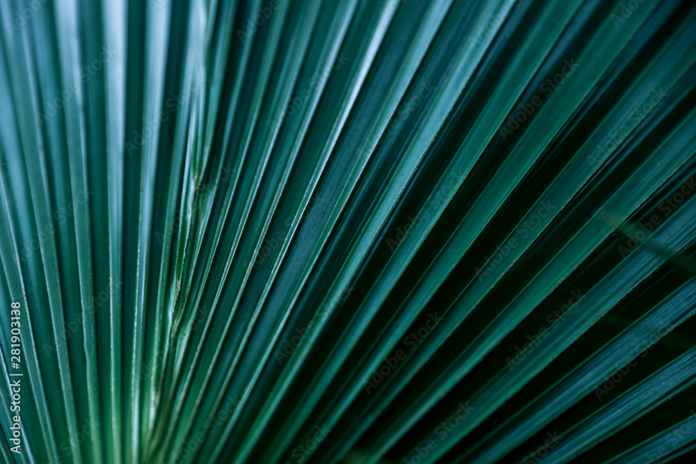 Closeup view of green tropical leaf as background Closeup view of green tropical leaf as background