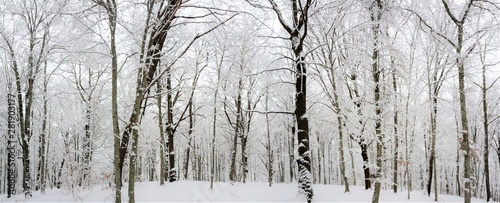 winter panorama in the forest