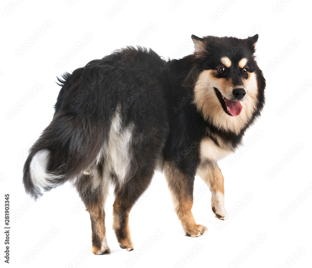 Finnish Lapphund in studio