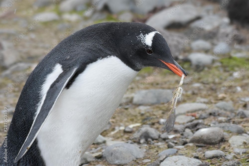 Naklejka premium plume dans le bec