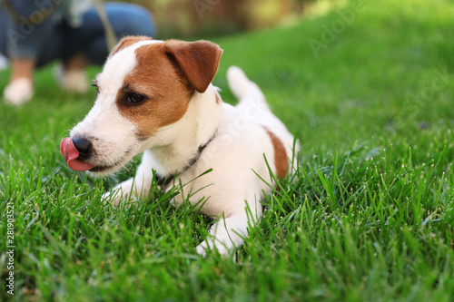 Adorable Jack Russell Terrier dog on green grass outdoors