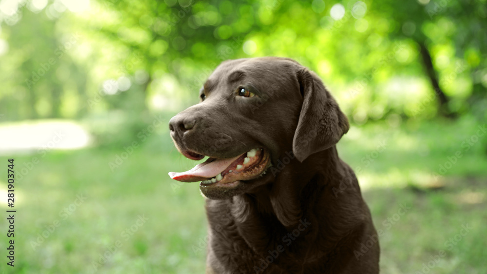 Funny Chocolate Labrador Retriever in green summer park Funny Chocolate Labrador Retriever in green summer park