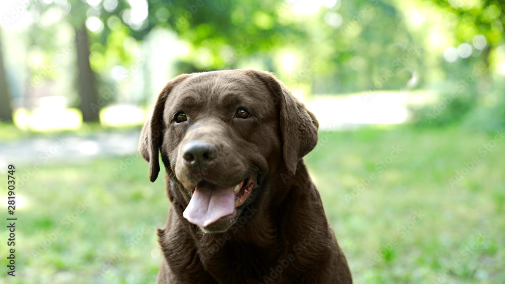 Funny Chocolate Labrador Retriever in green summer park Funny Chocolate Labrador Retriever in green summer park