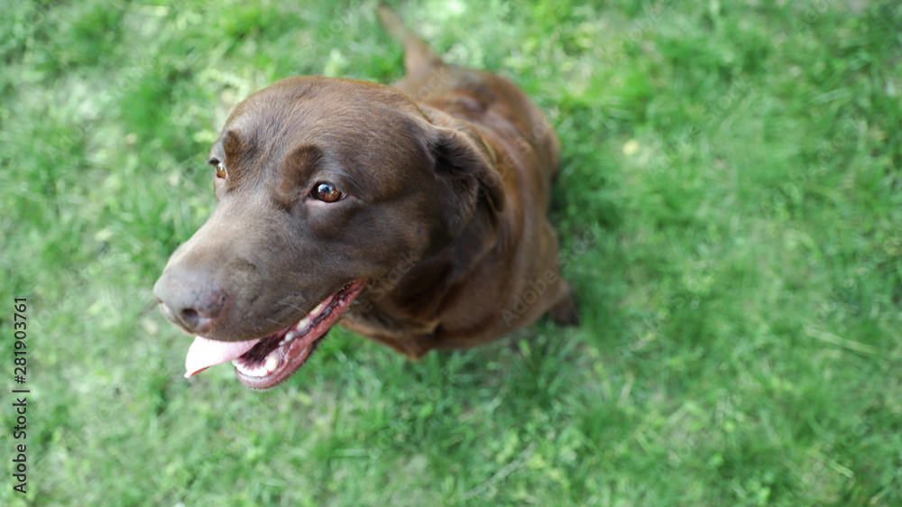 Cute Chocolate Labrador Retriever in green summer park, above view Cute Chocolate Labrador Retriever in green summer park, above view