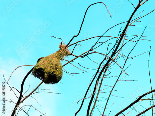 Bird s nest is build by Weaver bird on blue sky