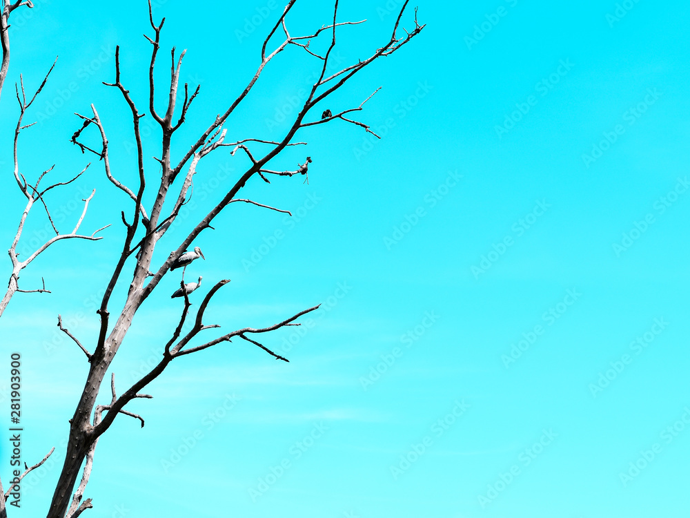 Obraz premium The Asian openbill or Openbill stork on completely dry tree growing against the blue sky