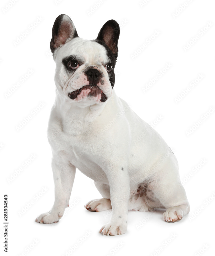French bulldog on white background. Adorable pet French bulldog on white background. Adorable pet